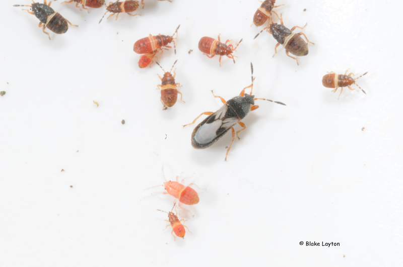 A single adult chinch bug surrounded by several pink-colored nymphs.